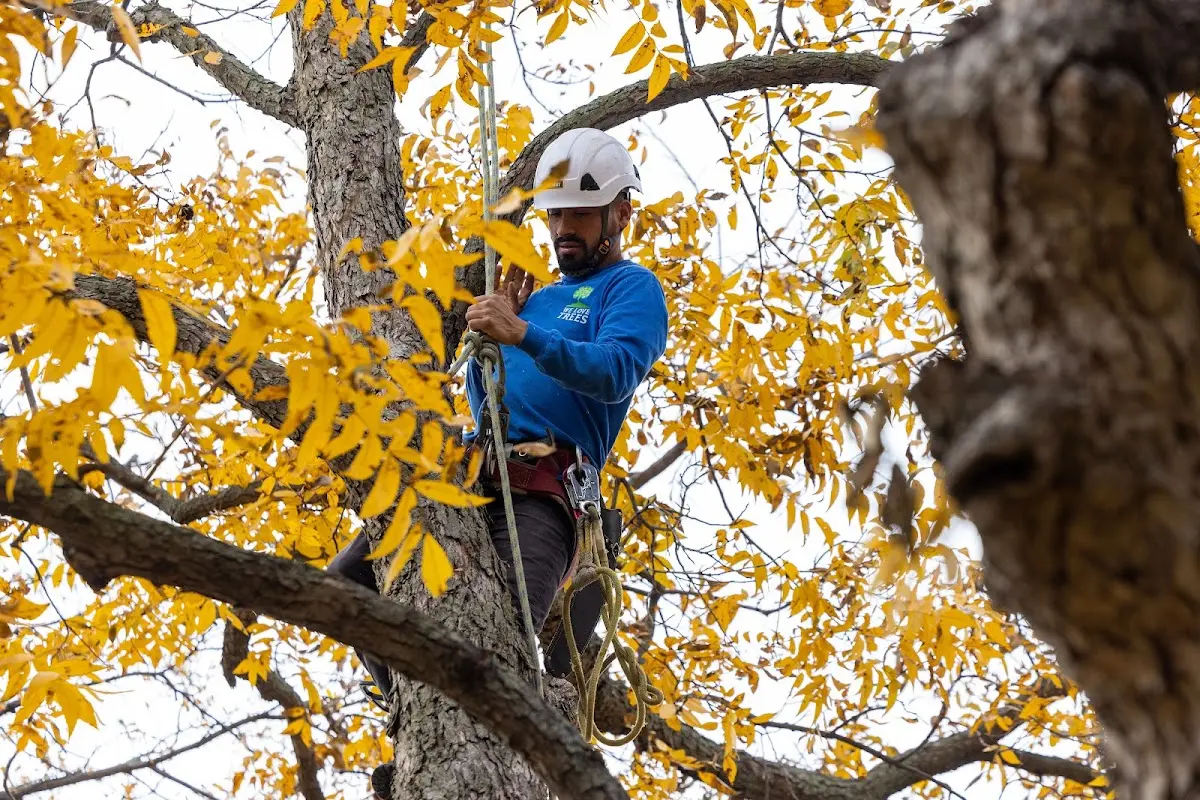 Skilled Tree Transplanting crew working in Gorham