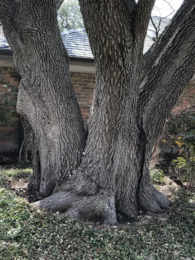 Mature heritage tree close to a Gorham property cared for by certified arborists